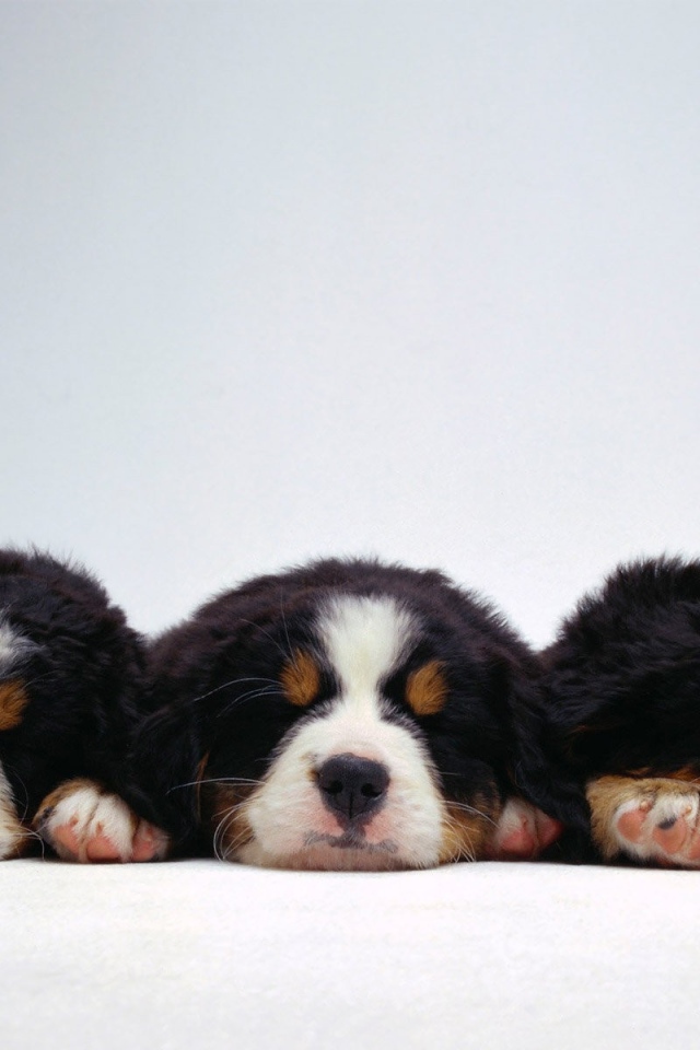 Милые щенки бернской пастушьей собаки на белом фоне