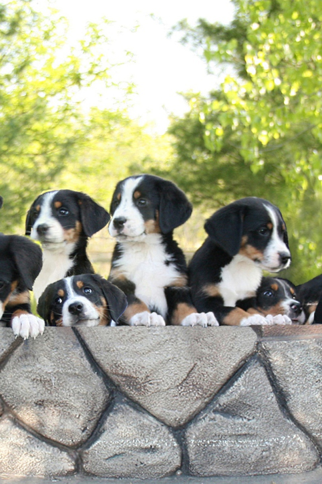 Милые щенки большого швейцарского зенненхунда
