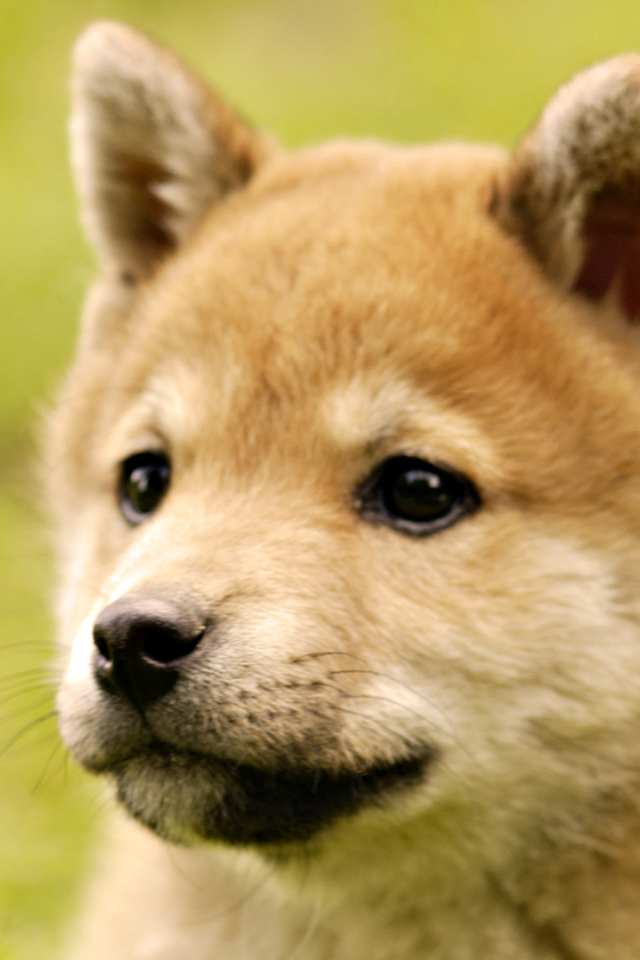 Милый щенок акита-ину