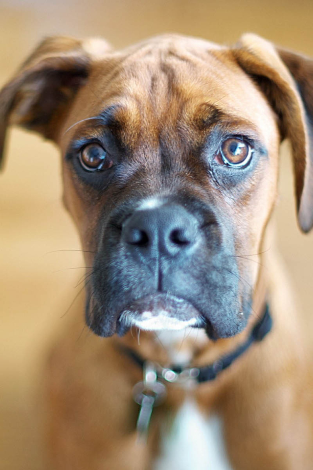 Милый молодой боксёр на коричневом фоне