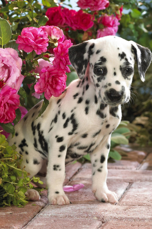 Далматин скрывается в цветах