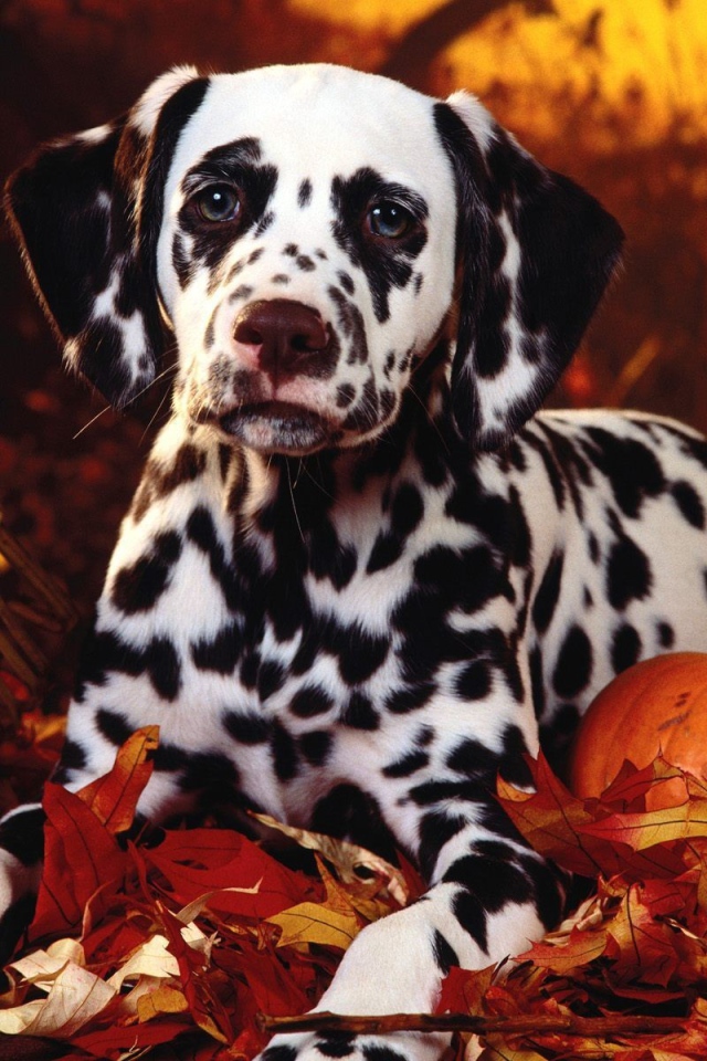 Далматин в тему Хэллоуина
