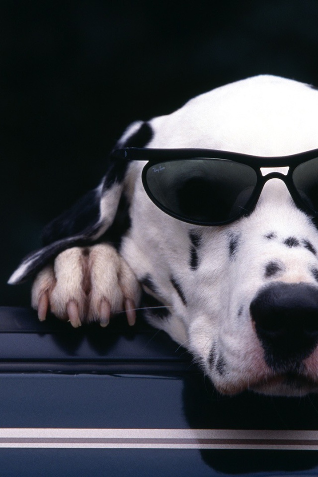 Далматин в солнцезащитных очках