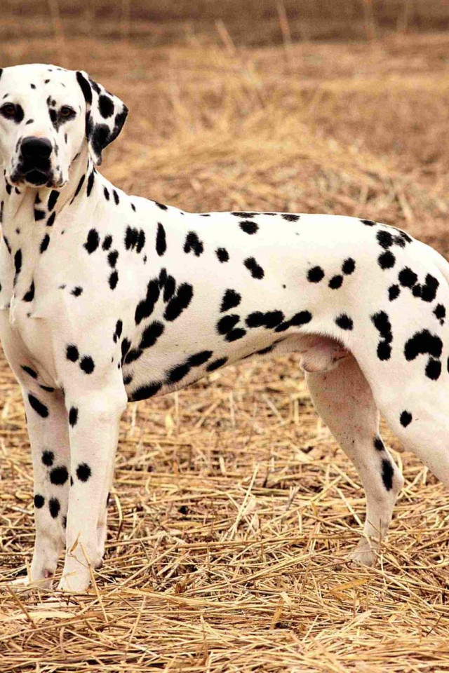 Далматина на поле осенью