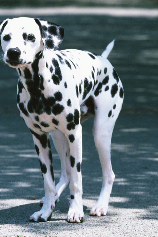 Далматин на дороге