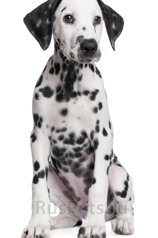 Далматин сидит на полу