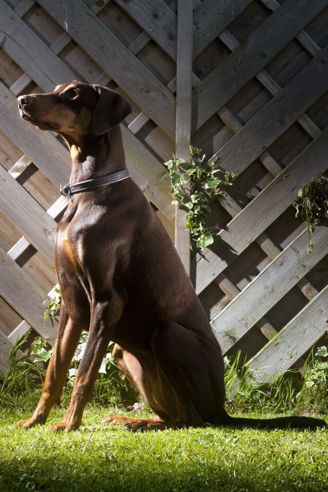 Доберман Пинчер сидит
