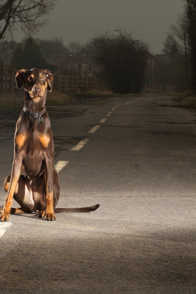 Доберман на улице в ночное время