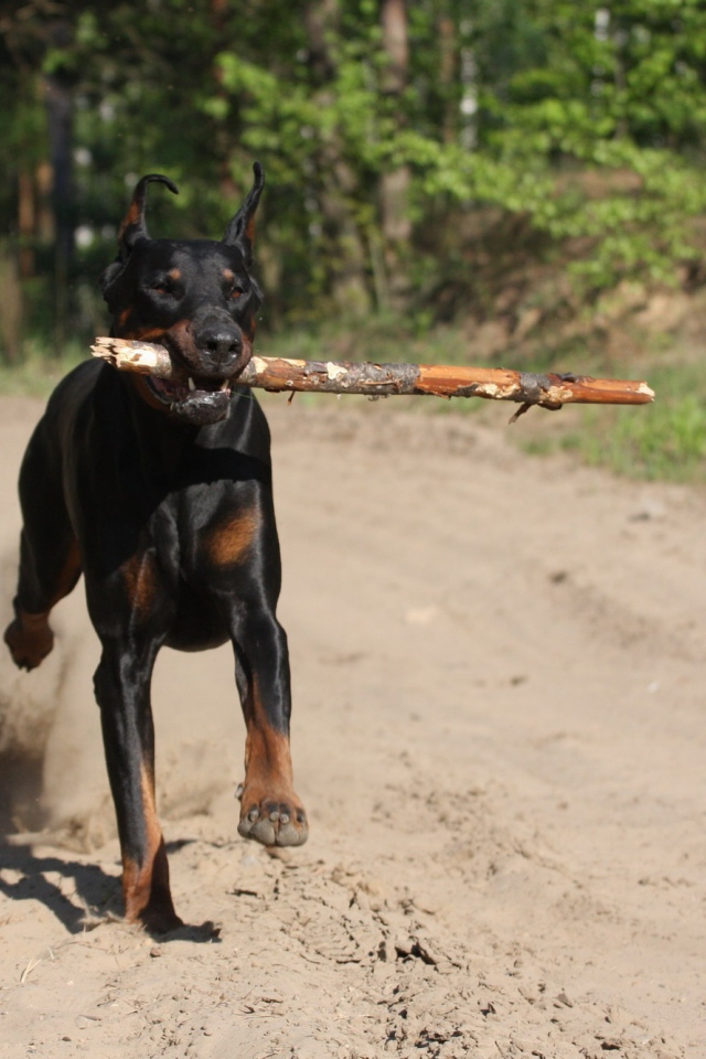 Доберман приносит палку