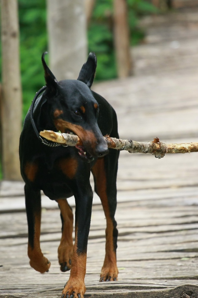 Доберман играет с палкой