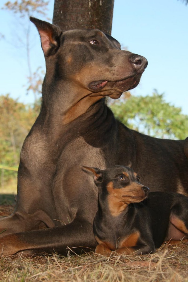 Доберманы лежал в лесу