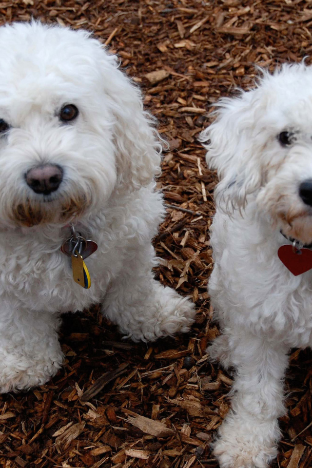 Собаки породы бишон-фриз смотрят на фотографа