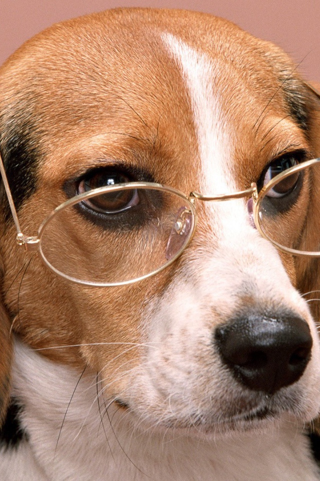 Собачий профессор