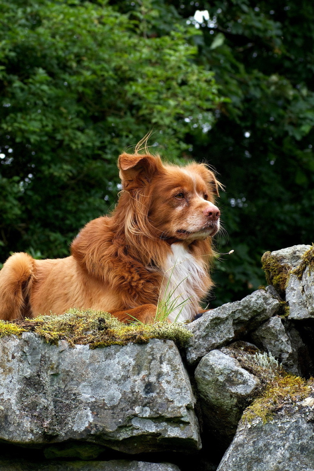 Собака Ретривер на природе