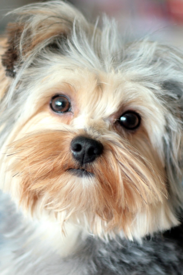 Собака Йоркширский терьер