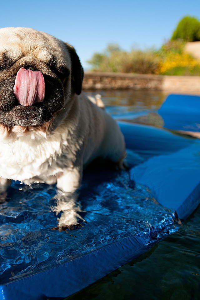 Собака купается
