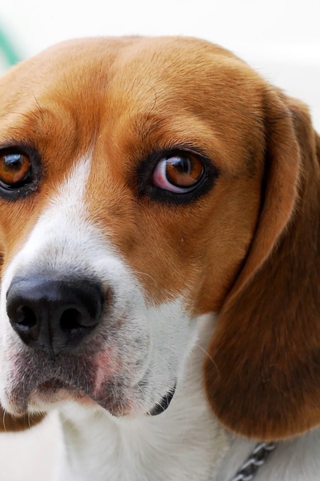 Собака породы бигль провинилась