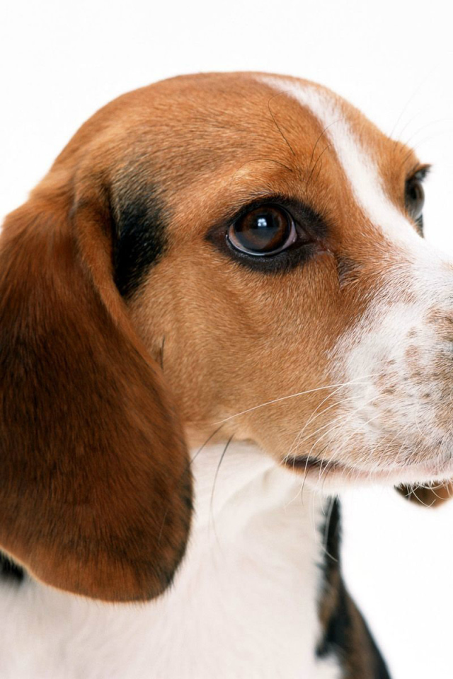 Собака породы бигль на белом фоне крупным планом