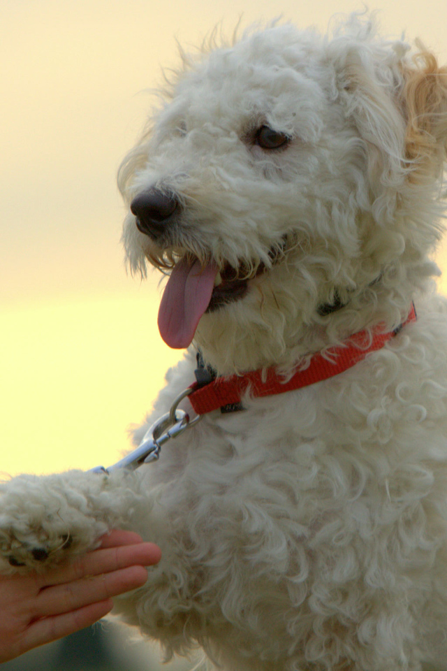 Собака породы бишон-фриз даёт лапу