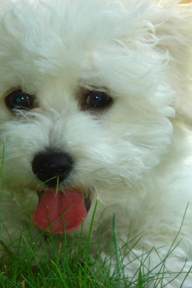 Собака породы бишон-фриз в траве