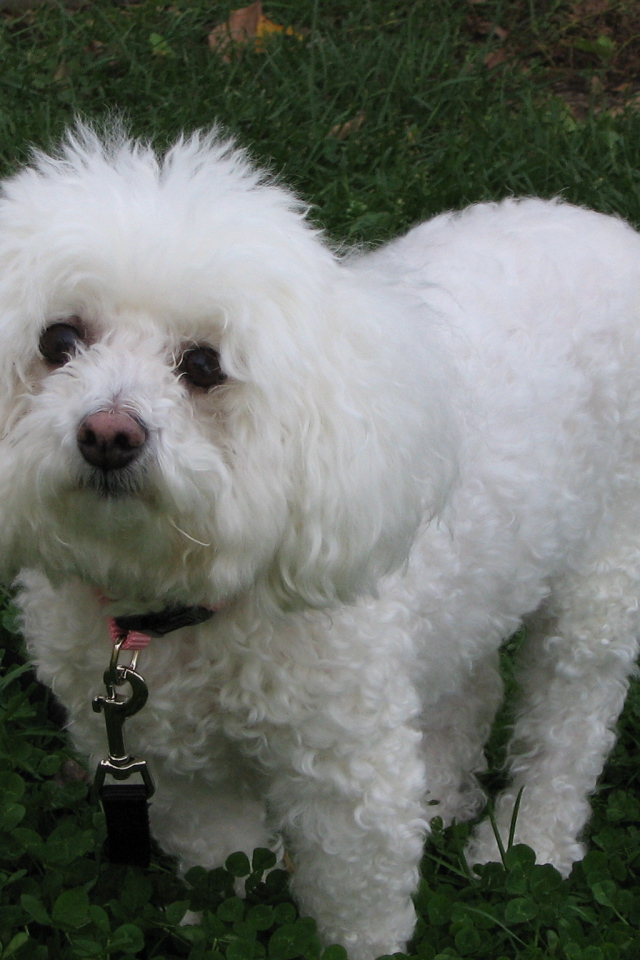 Собака породы бишон-фриз смотрит виноватым взглядом