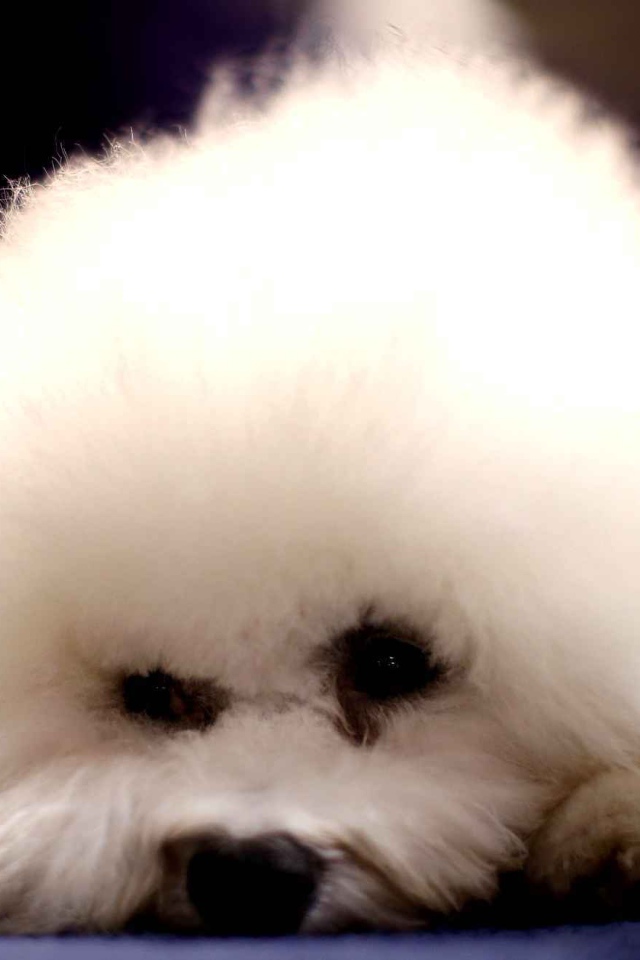 Собака породы бишон-фриз уткнулась носом