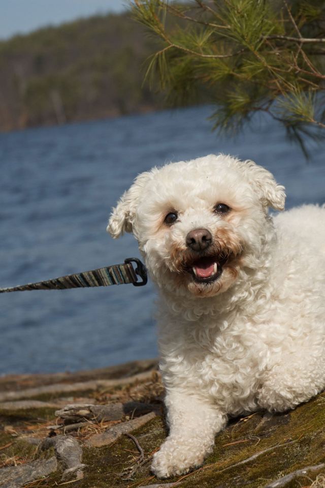 Собака породы бишон-фриз на прогулке
