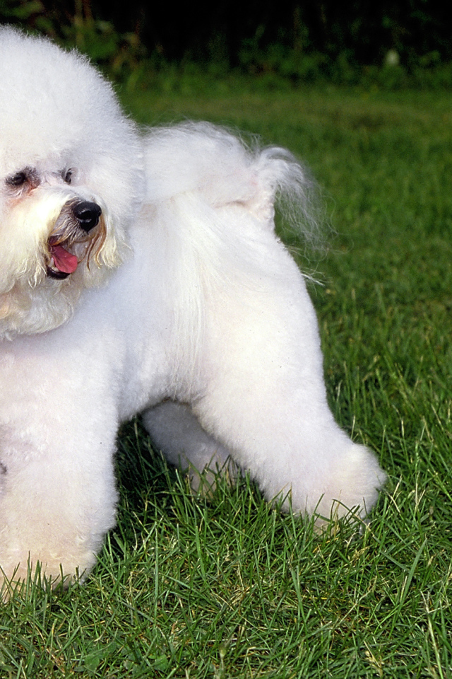 Собака породы бишон-фриз на траве