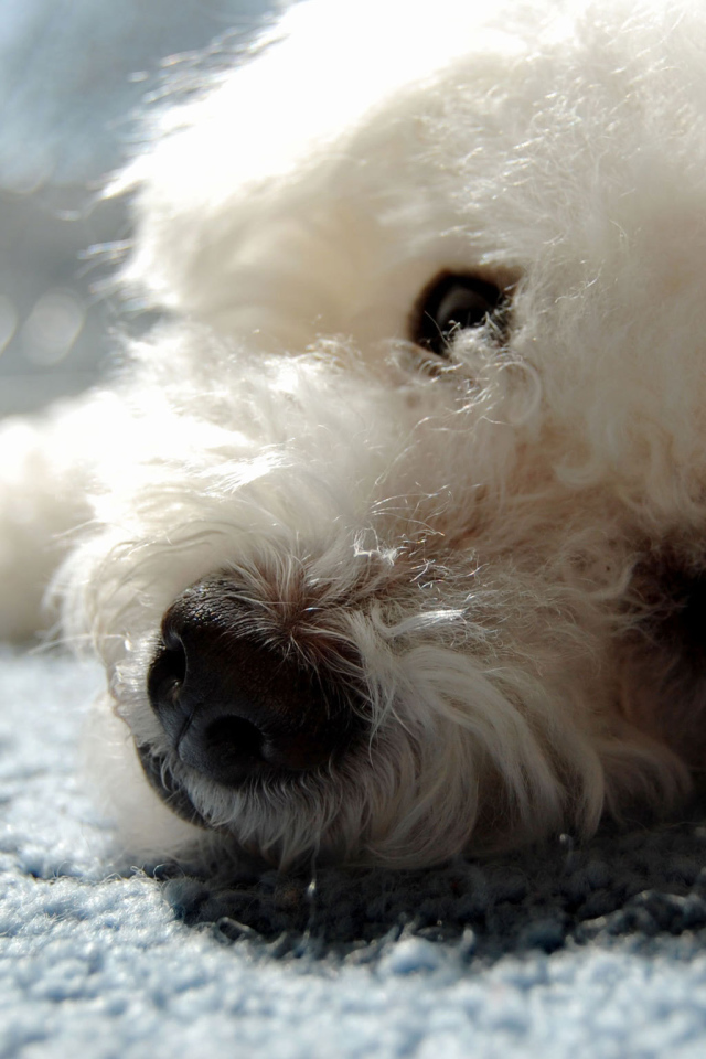 Собака породы бишон-фриз отдыхает на ковре