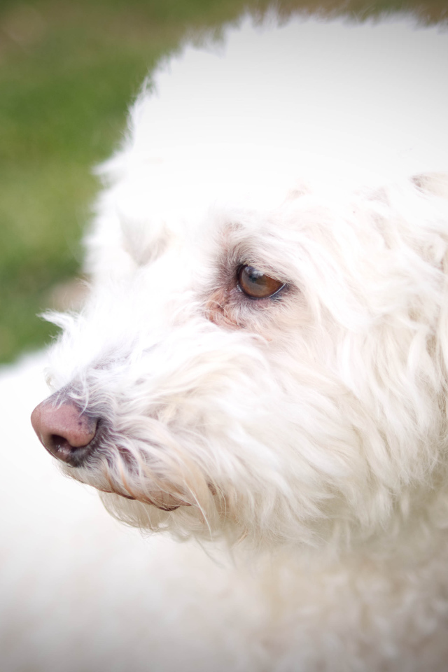 Собака породы бишон-фриз кого-то видела