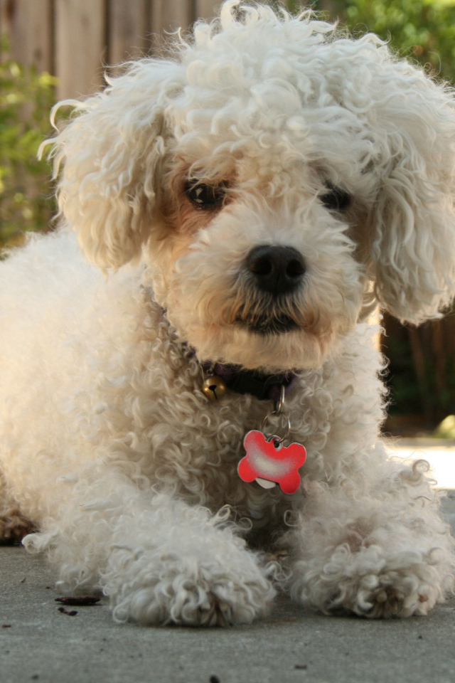 Собака породы бишон-фриз с кулоном