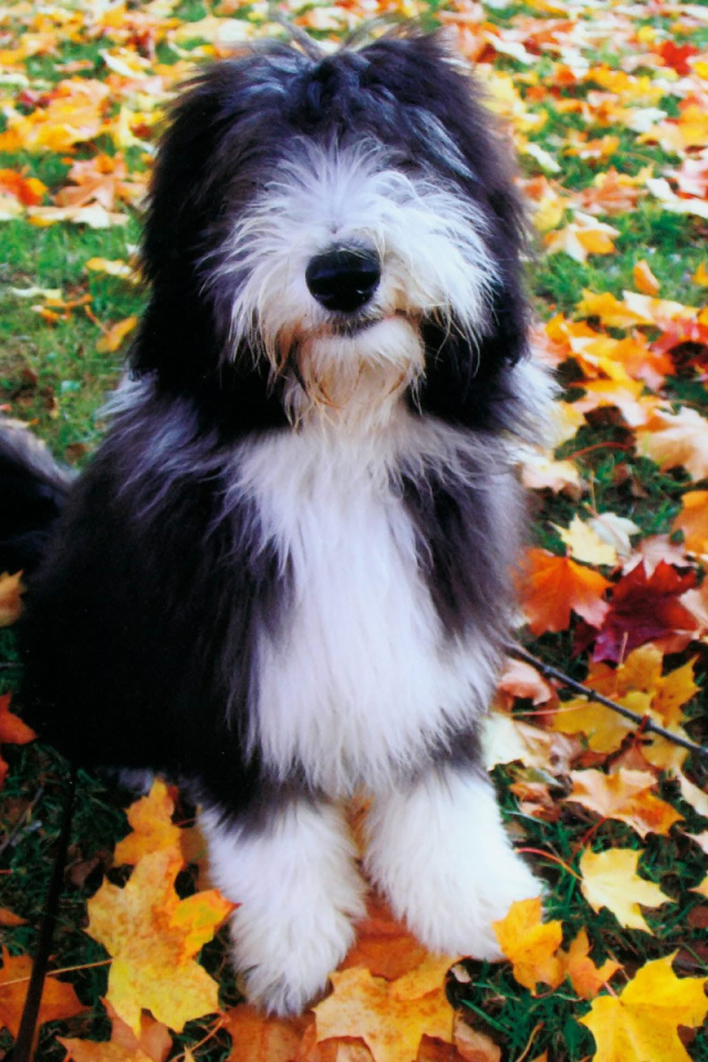 Собака породы бобтейл на осенних листьях