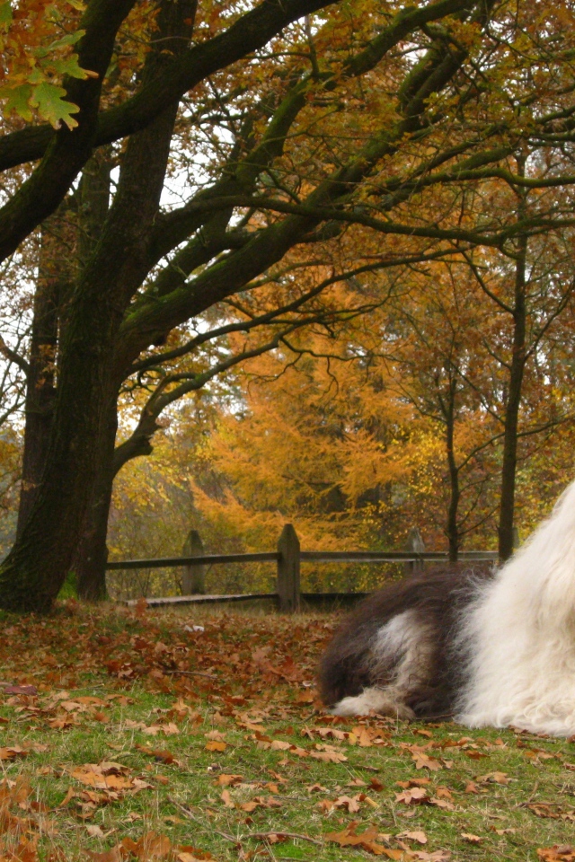 Собака породы бобтейл на фоне осеннего пейзажа