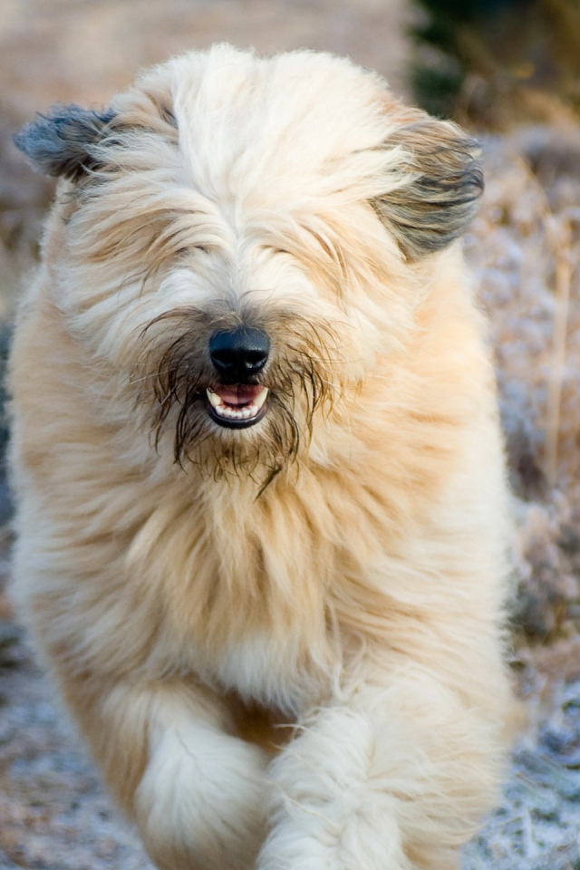 Собака породы бобтейл бежит в поле