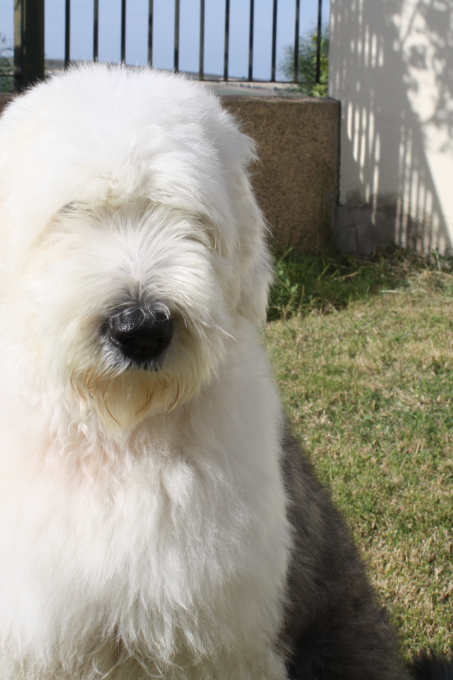 Собака породы бобтейл сидит во дворе дома