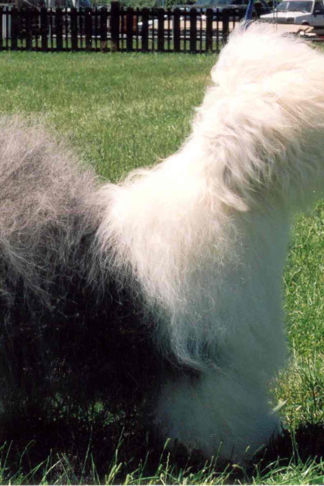 Собака породы бобтейл стоит на лужайке