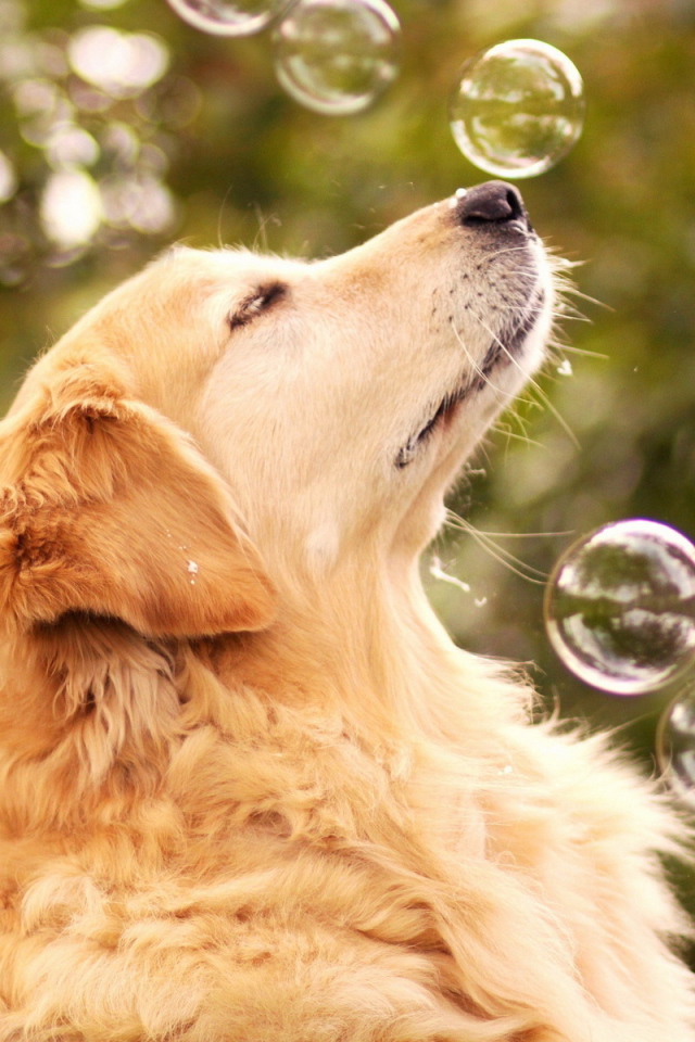 Собака ловит мыльные пузыри