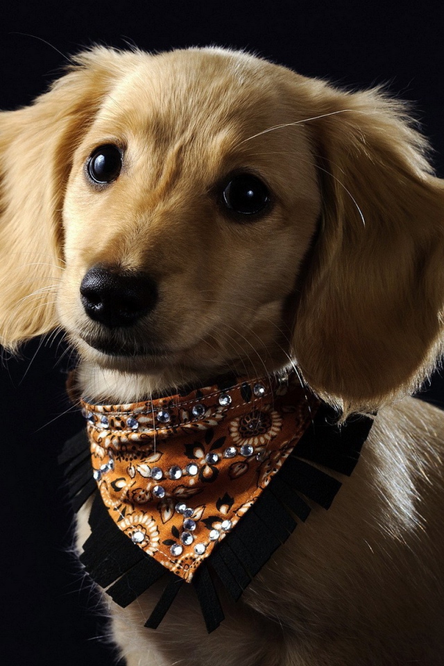 Собака в красивом ошейнике