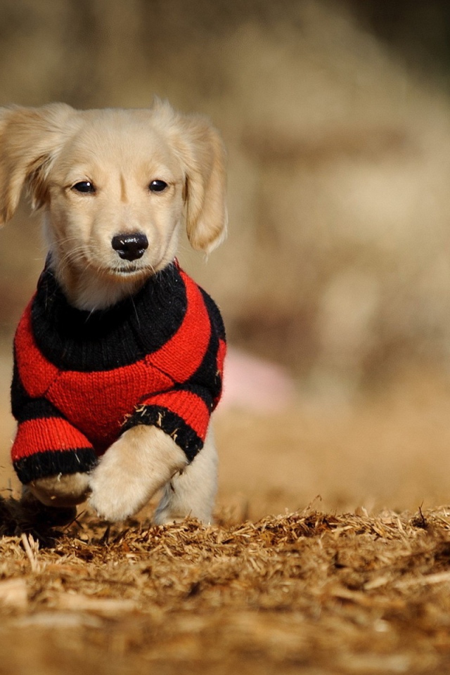 Собака в вязаной одежде
