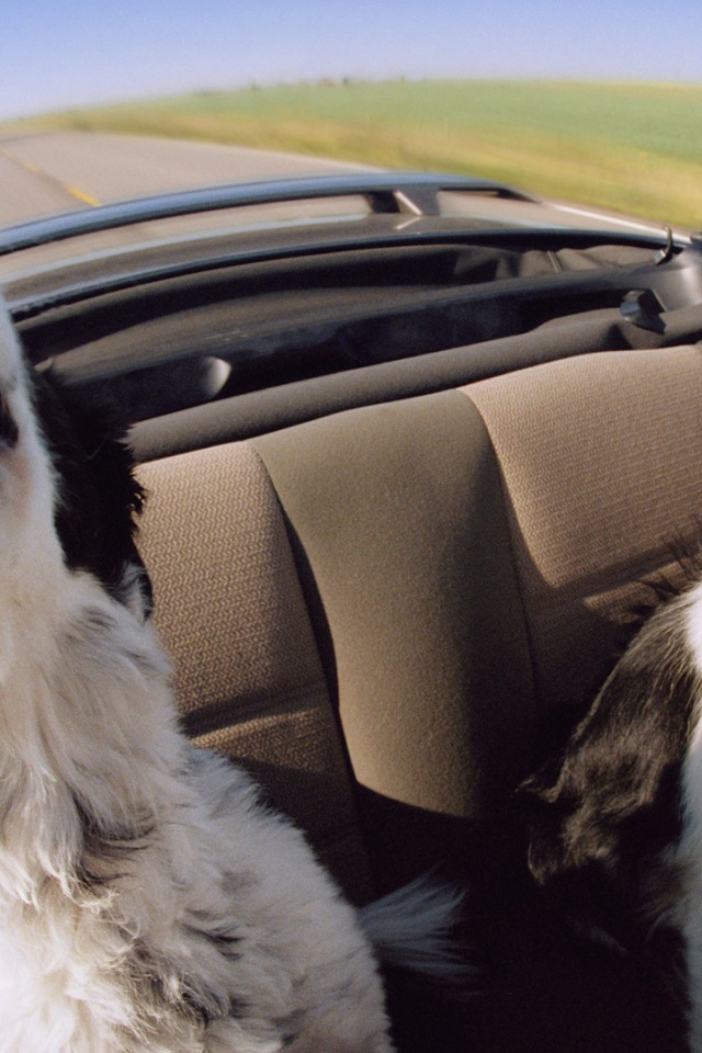 Собаки в автомобиле