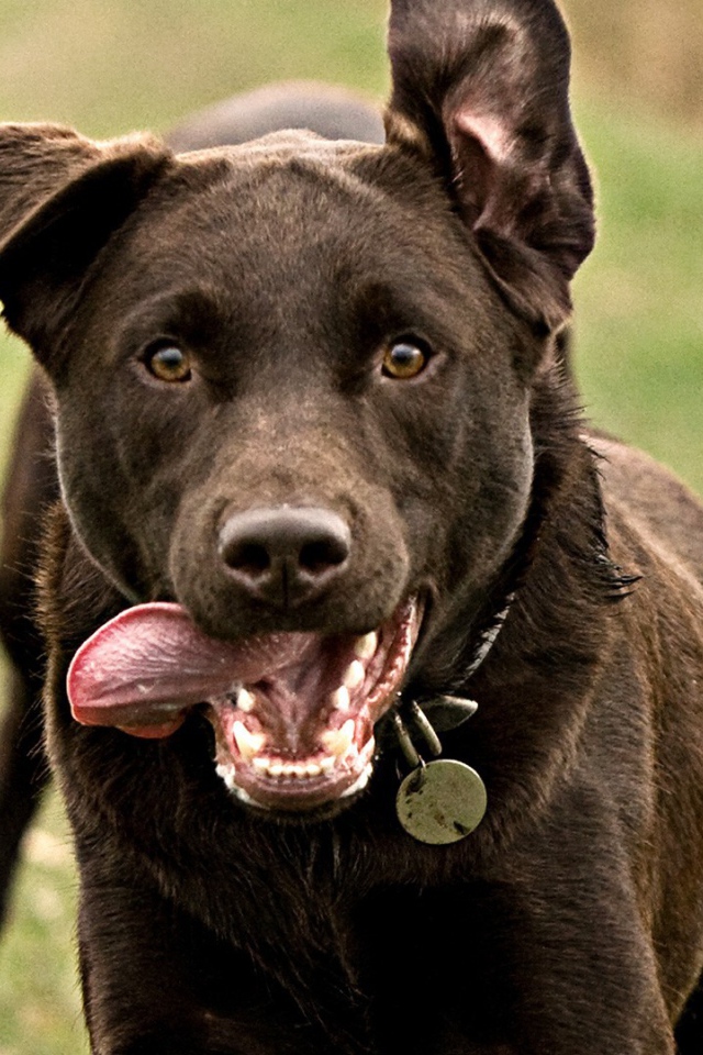 Собака бежит высунув язык