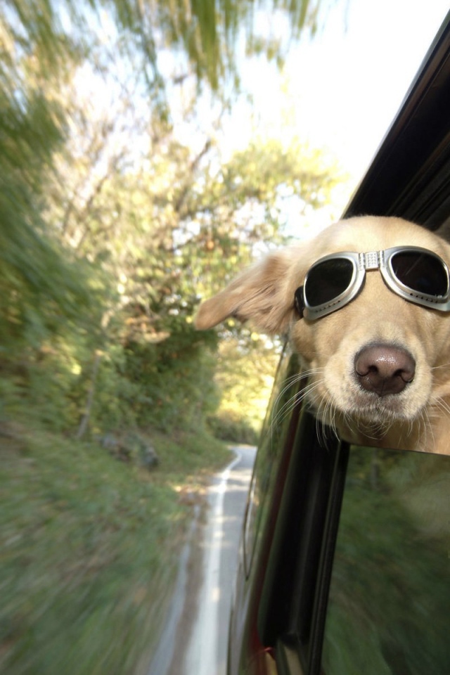 Dog with sunglasses