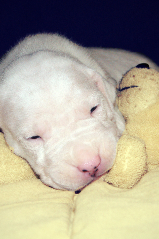 Щенок аргентинского дога