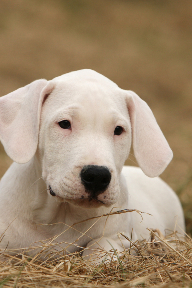 Щенок аргентинского дога на высохшей траве