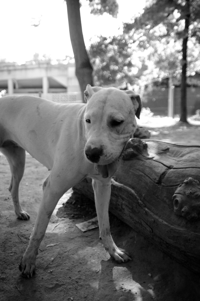 Красивый аргентинский дог, чёрно-белое фото