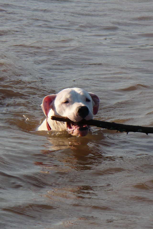 Аргентинский дог несёт палку