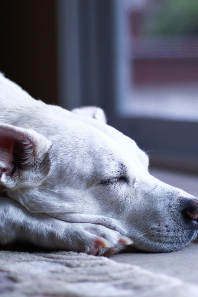 Аргентинский дог заснул
