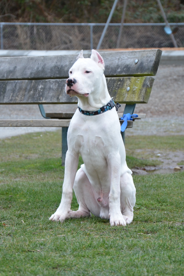 Аргентинский дог охраняет лавку