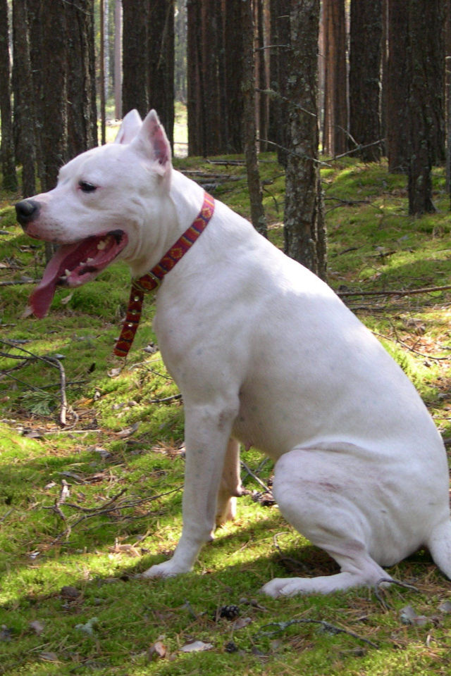 Dogo Argentino is sitting in the forest
