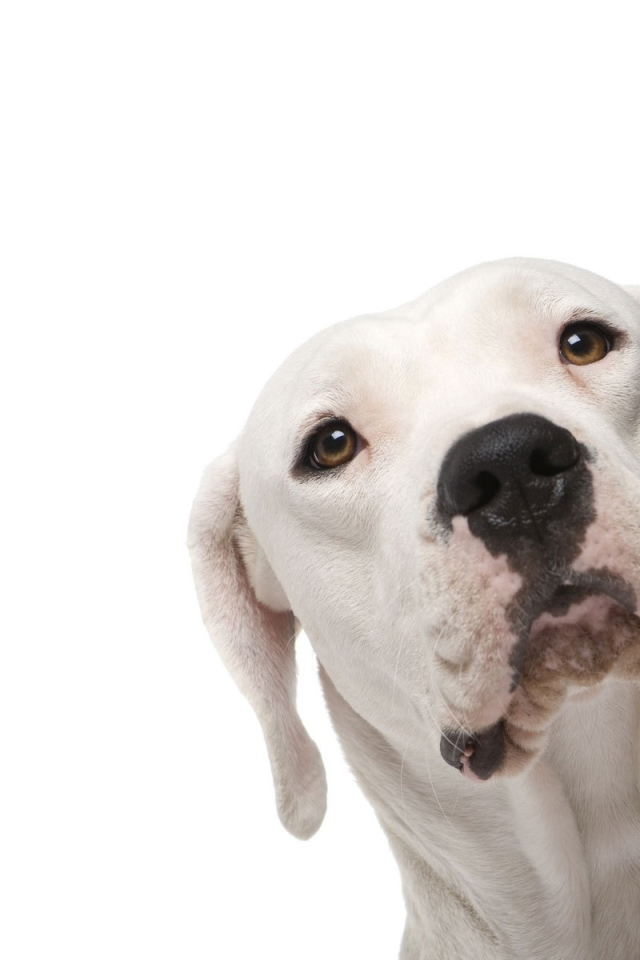 Аргентинский дог на белом фоне